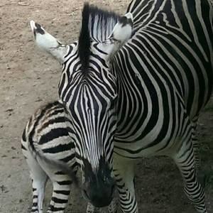 Meet your Posher, Patti